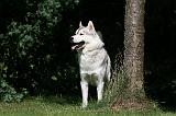 SIBERIAN HUSKY 977